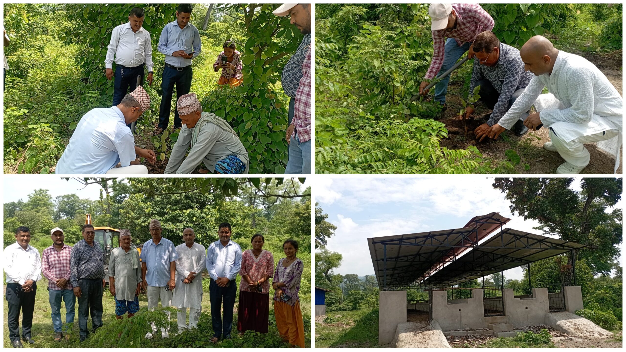 गोदावरीमा छाडा पशुचौपाया व्यवस्थापनको काम अन्तिम चरणमा, नगरप्रमुख भट्टद्वारा गौशालामा वृक्षारोपण