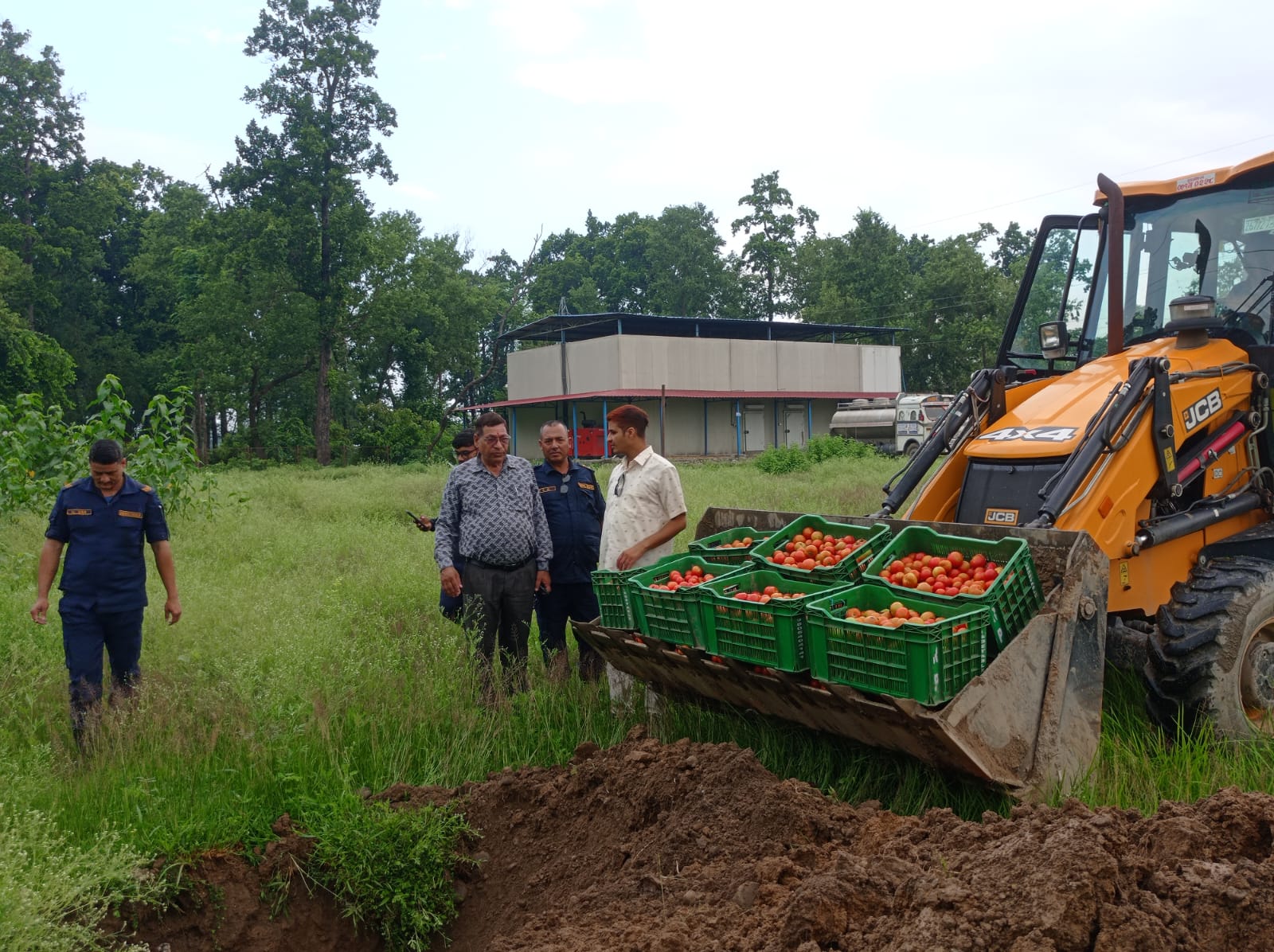 कैलालीको अत्तरियामा अत्यधिक विषादीयुक्त ५.६ क्विन्टल टमाटर नष्ट