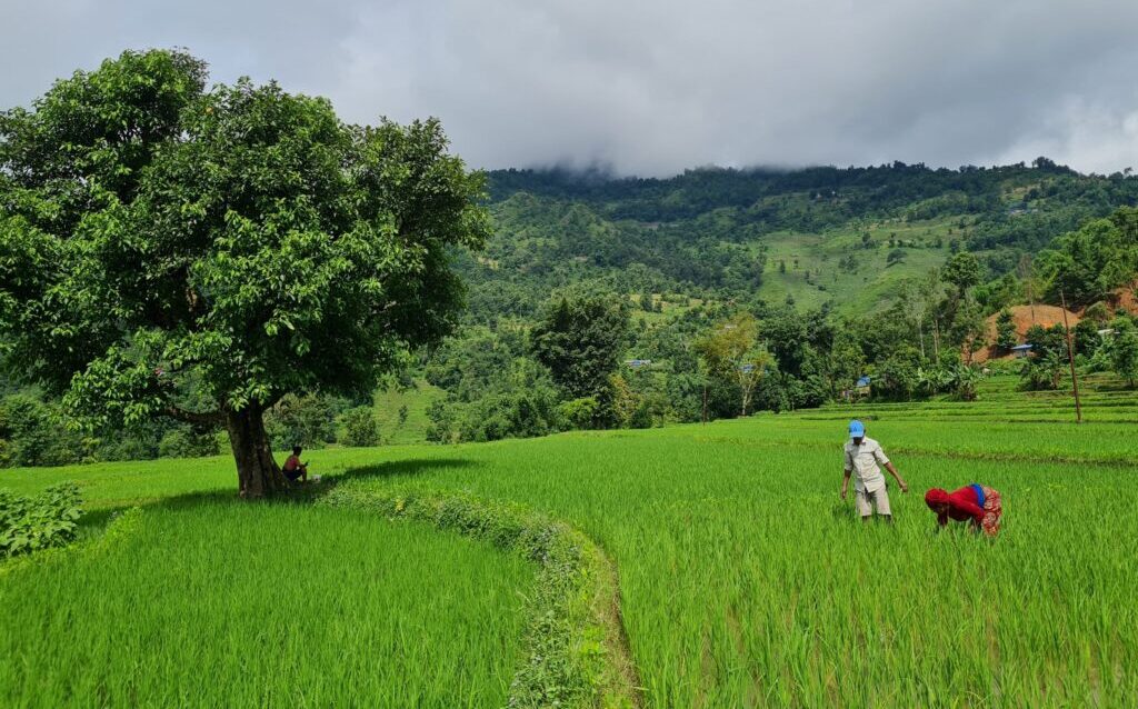 सुदूरपश्चिमका पहाडी जिल्लामा हरेली संक्रान्ति मनाइँदै, साउने सोमबारसँगै धार्मिक उल्लास