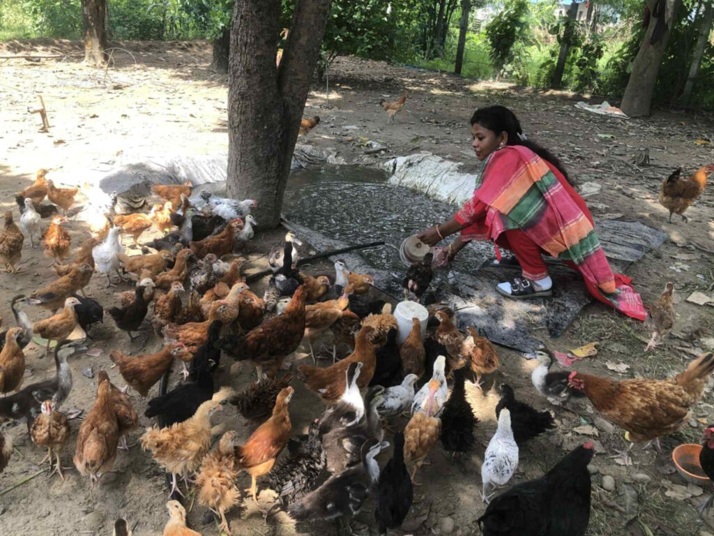 कुखुरापालनबाट आत्मनिर्भर हुँदै राधा चौधरी