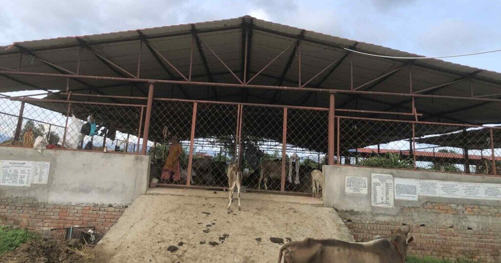 धनगढीमा गौ संरक्षण सेवा समितिबाट गोठेमल, गड्यौला मल र दूध बिक्री गर्दै&hellip;