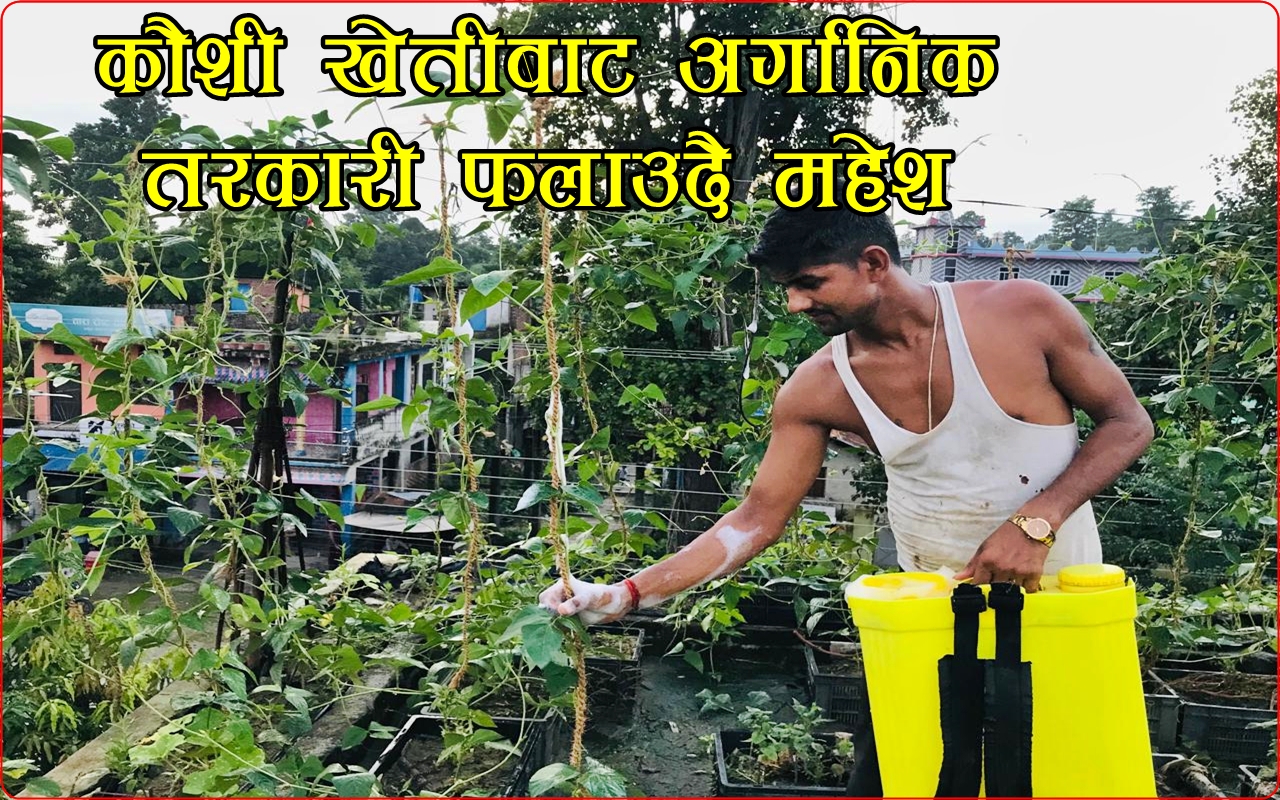 कौसीखेतीमा रमाउँदै बनबेहडाका महेश, छतमै हरियाली र तरकारीको उत्पादन