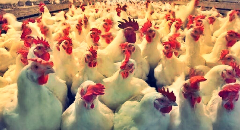 मरेको कुखुराको मासु खाँदा कैलालीमा दुई बालकको&hellip;