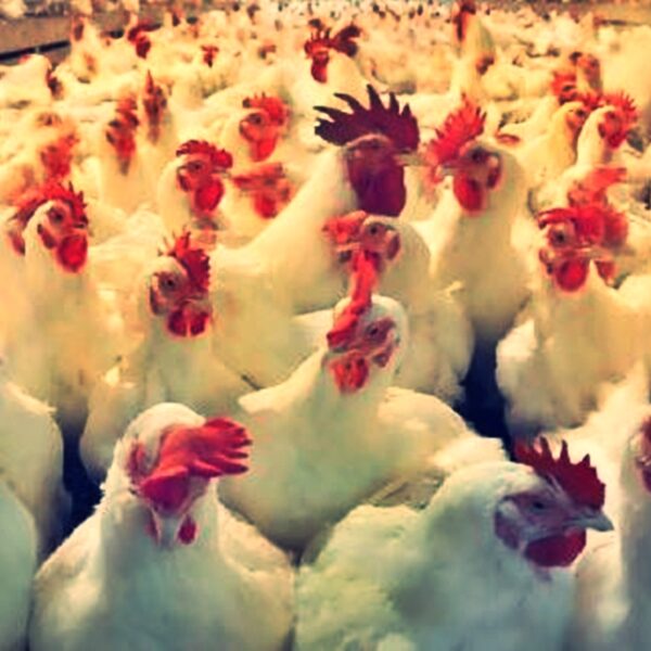 मरेको कुखुराको मासु खाँदा कैलालीमा दुई बालकको मृत्यु, आमासहित एक बालक गम्भीर