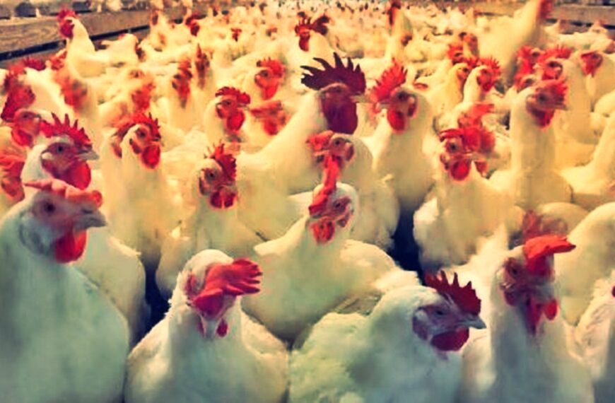 मरेको कुखुराको मासु खाँदा कैलालीमा दुई बालकको मृत्यु, आमासहित एक बालक गम्भीर