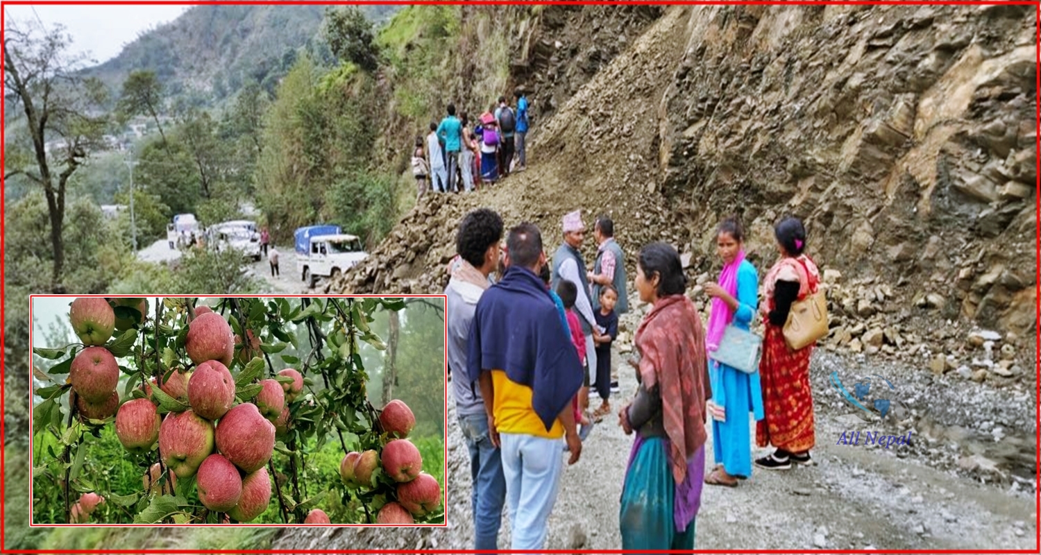 बाजुराका स्याउ कृषक चिन्तित: अवरुद्ध सडकले बजारसम्म पहुँच रोकियो