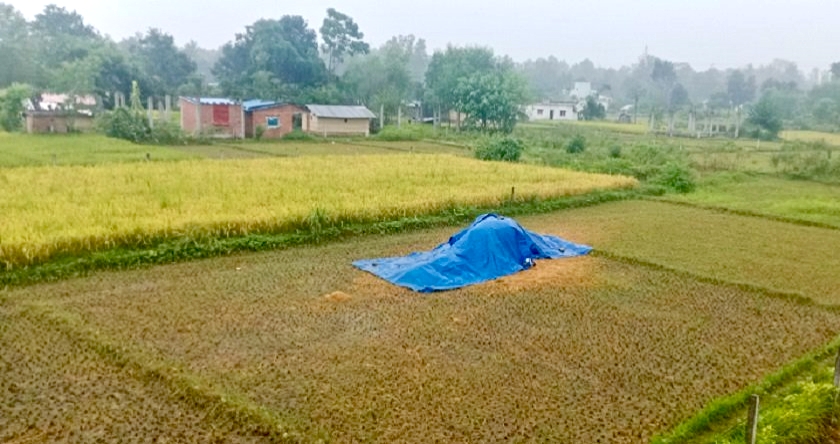 यसपालीको विजयादशमीमा वर्षा, किसान र टीका दुवै प्रभावित