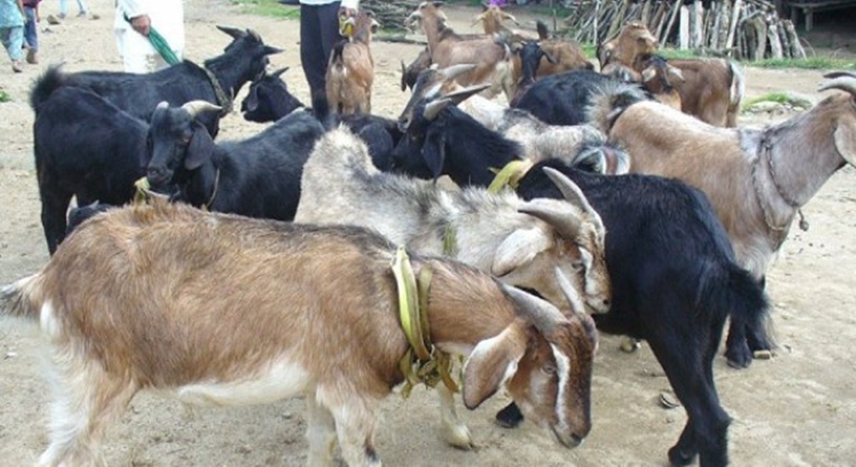 कैलाली र कञ्चनपुरबाट १९ खसी र भन्सार छलीका सामान नियन्त्रणमा,एक जना प’क्राउ