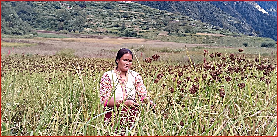 बाजुरामा कोदो खेती बढ्दो: स्थानीय महिलाहरु सक्रिय,…