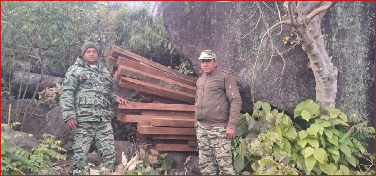 कैलालीको चुरेमा फेरि अवैध साल काठ फँडानी, २०० क्युफिट काठ बरामद