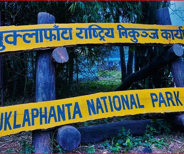 शुक्लाफाँटामा सुनौलो तोप चराको गणना सुरु, सङ्ख्या घट्दो क्रममा चिन्ता बढ्दै