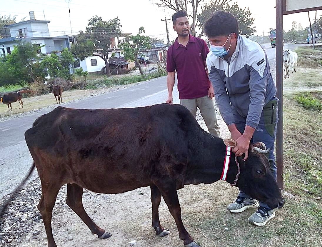 स्वास्थ्य कार्यालय कैलालीको नवीन पहल: रिफ्लेक्टिभ बेल्टले छाडा गाईगोरु समस्या घटाउने प्रयास