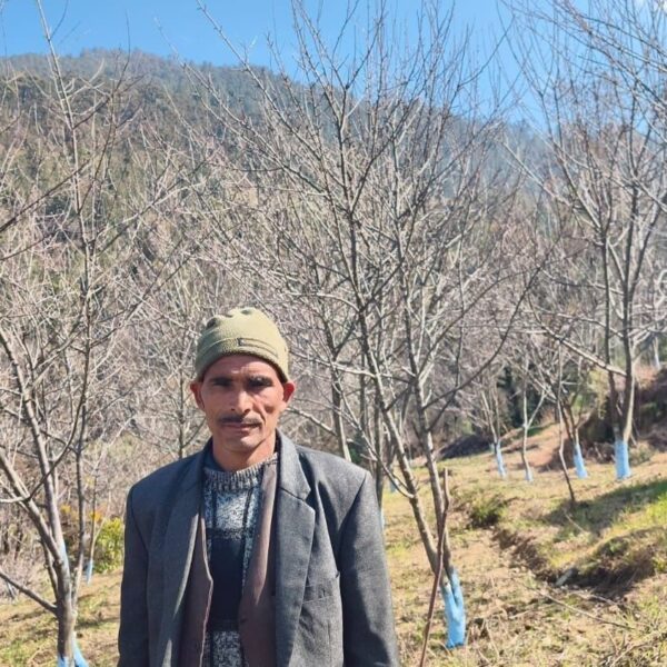 सडक पुगेपछि बाजुरामा स्याउ खेतीतर्फ किसानको बढ्दो आकर्षण