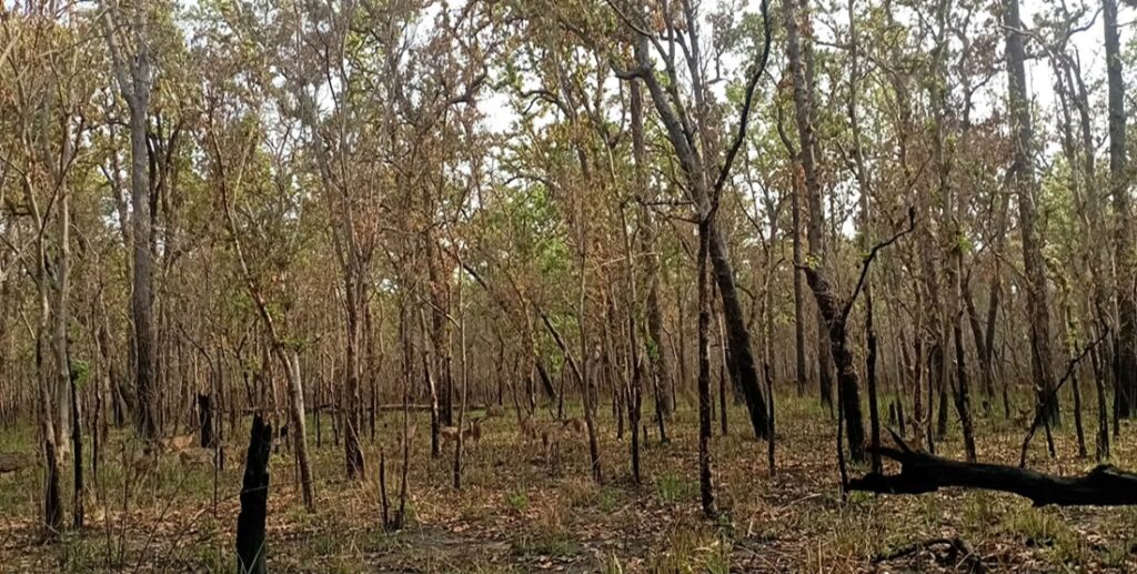 सुदूरपश्चिमका वनमा डढेलो संकट : १५ प्रतिशत&hellip;