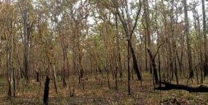 सुदूरपश्चिमका वनमा डढेलो संकट : १५ प्रतिशत क्षेत्र प्रभावित, चुरे क्षेत्रमा नियन्त्रण चुनौती