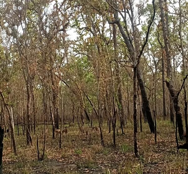 सुदूरपश्चिमका वनमा डढेलो संकट : १५ प्रतिशत क्षेत्र प्रभावित, चुरे क्षेत्रमा नियन्त्रण चुनौती