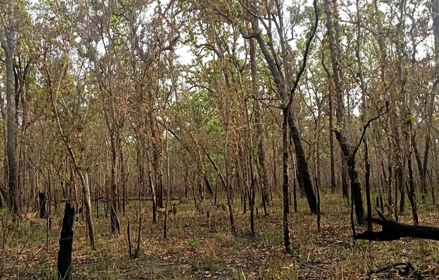 सुदूरपश्चिमका वनमा डढेलो संकट : १५ प्रतिशत क्षेत्र प्रभावित, चुरे क्षेत्रमा नियन्त्रण चुनौती
