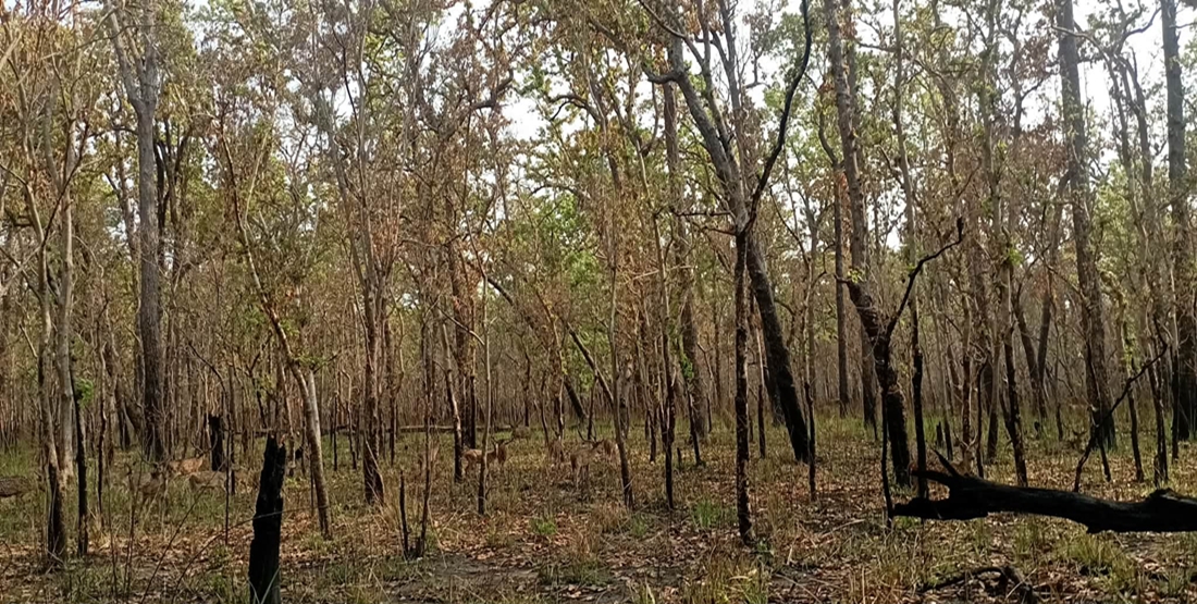 सुदूरपश्चिमका वनमा डढेलो संकट : १५ प्रतिशत क्षेत्र प्रभावित, चुरे क्षेत्रमा नियन्त्रण चुनौती