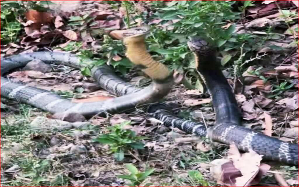 कैलालीको बड्का बनुवाँमा दुर्लभ राजगोमनको जोडी, स्थानीयमा&hellip;