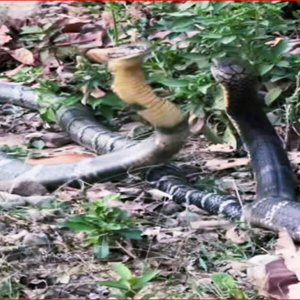 कैलालीको बड्का बनुवाँमा दुर्लभ राजगोमनको जोडी, स्थानीयमा त्रास र चासो