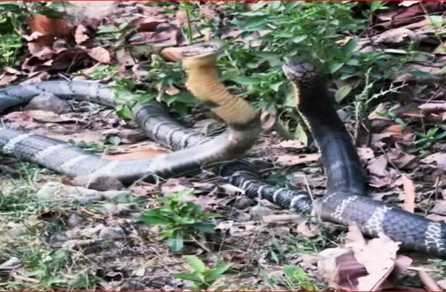 कैलालीको बड्का बनुवाँमा दुर्लभ राजगोमनको जोडी, स्थानीयमा त्रास र चासो