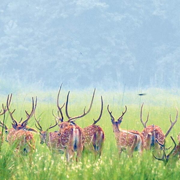 कञ्चनपुरको शुक्लाफाटामा वन्यजन्तु सप्ताह: संरक्षण, सचेतना&hellip;