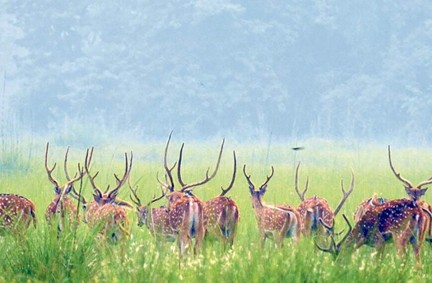 कञ्चनपुरको शुक्लाफाटामा वन्यजन्तु सप्ताह: संरक्षण, सचेतना र समृद्धिको सन्देश