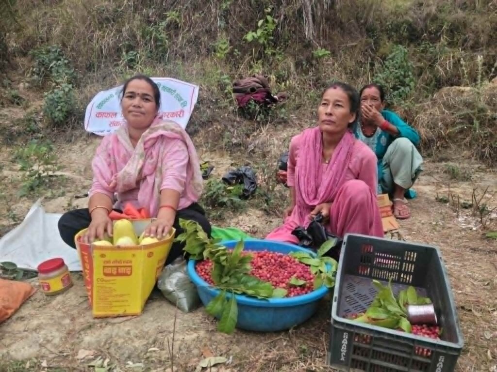 कैलालीको खानीडाँडाको राताम्य काफल: महिलाको आत्मनिर्भरता र&hellip;