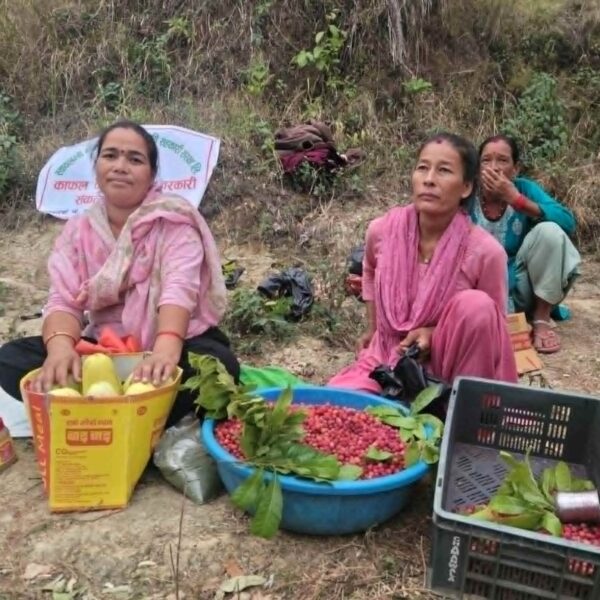 कैलालीको खानीडाँडाको राताम्य काफल: महिलाको आत्मनिर्भरता र स्थानीय अर्थतन्त्रको आधार
