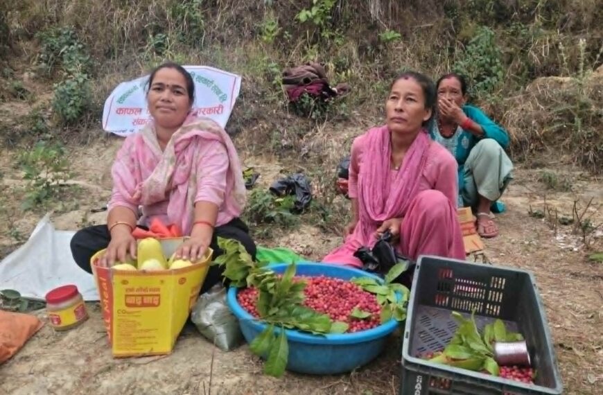 कैलालीको खानीडाँडाको राताम्य काफल: महिलाको आत्मनिर्भरता र स्थानीय अर्थतन्त्रको आधार