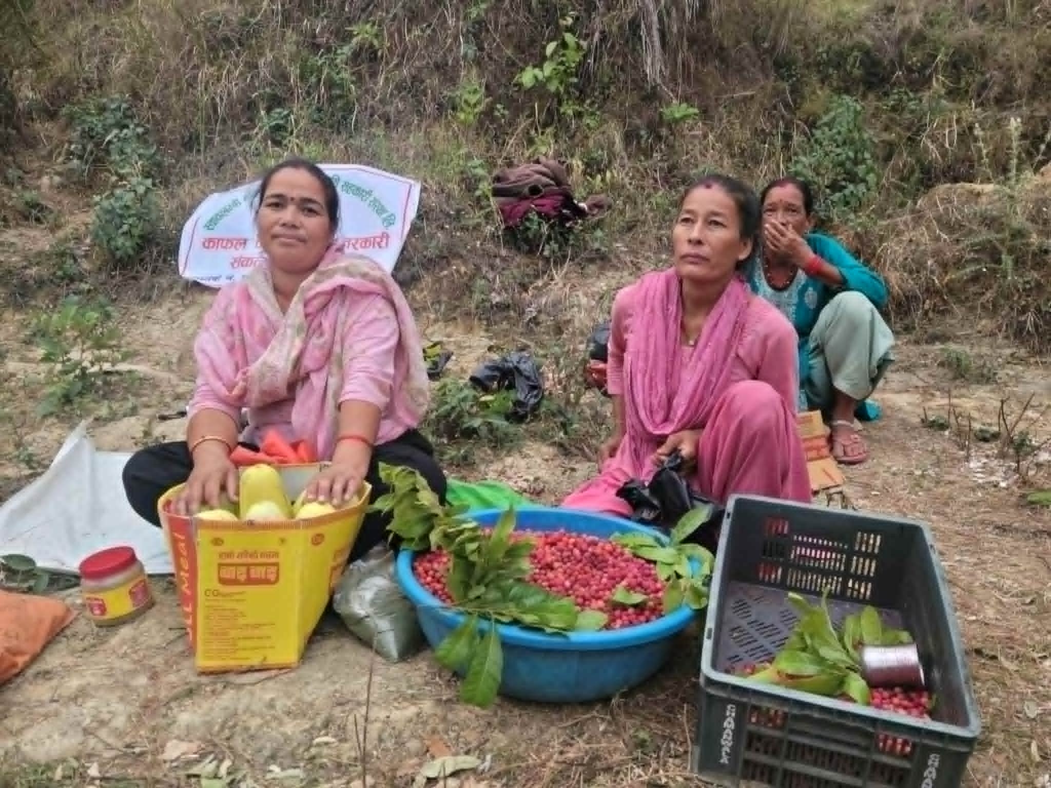 कैलालीको खानीडाँडाको राताम्य काफल: महिलाको आत्मनिर्भरता र स्थानीय अर्थतन्त्रको आधार