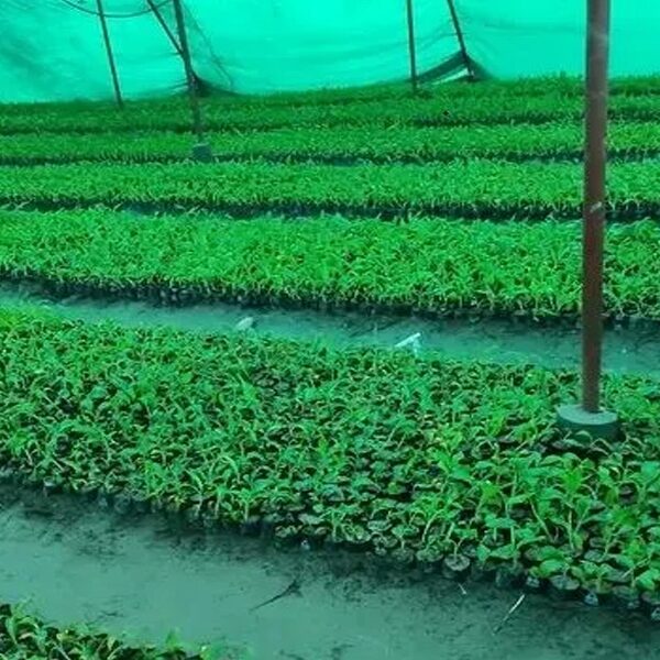 बैतडीमा कृषक पाठशाला सञ्चालनः बारीमै सिकाइ, महिलाको आयआर्जनमा नयाँ आशा