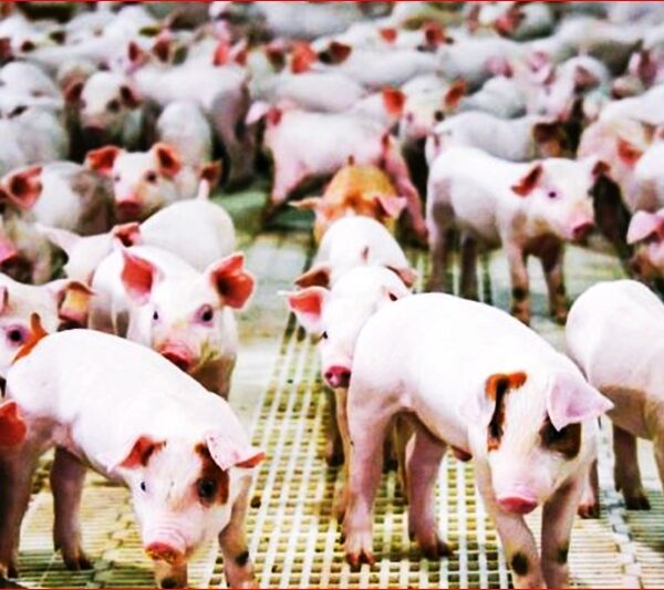 अफ्रिकन स्वाइन फिभरको प्रकोप: गोरखामा २५० भन्दा बढी सुँगुर–बङ्गुर मरे