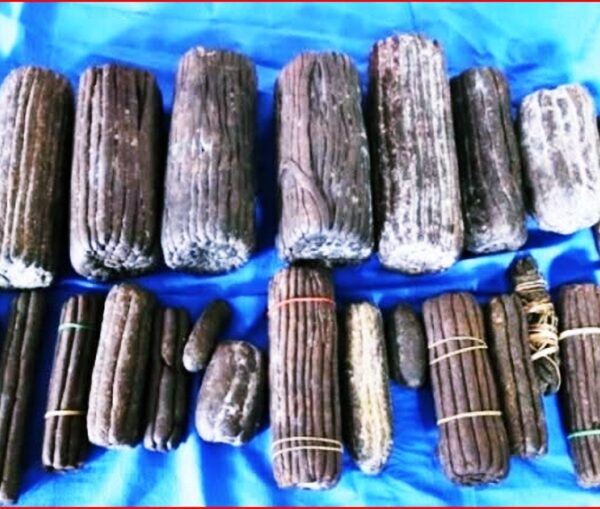 अत्तरियाको होटलमा प्रहरीको छापा, दुई किलो चरेससहित दुई जना पक्राउ