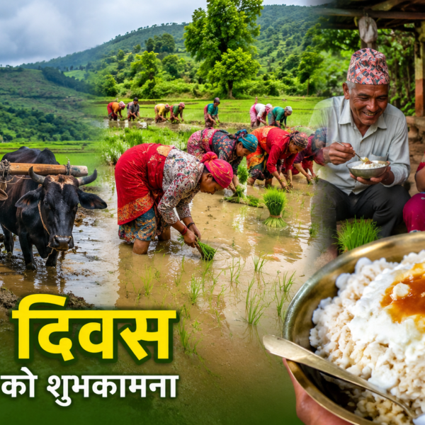 आज असार १५ विशेष: धान दिवससँगै दही–चिउराको स्वाद, परम्परा र किसानको पसिना