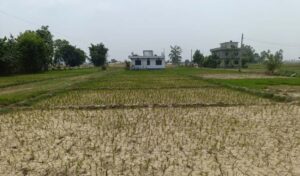 कैलालीमा पानी नपर्दा रोपेको ‘रोपो’ सुक्न लाग्यो ! मलखादको अभावले धान खेती संकटमा, किसान चिन्तित