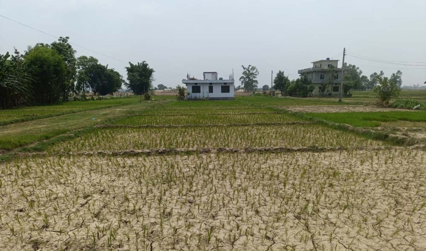 कैलालीमा पानी नपर्दा रोपेको ‘रोपो’ सुक्न लाग्यो…