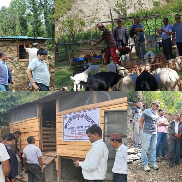 ५० प्रतिशत अनुदानमा निर्माण भएका बाख्राका खोरको प्रमुख जिल्ला अधिकारीको नेतृत्वमा संयुक्त अनुगमन