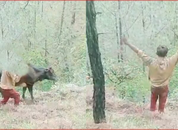 गोरुमाथि क्रूर कुटपिट गरी भिरबाट फाल्ने नाबालक बैतडीमा पक्राउ