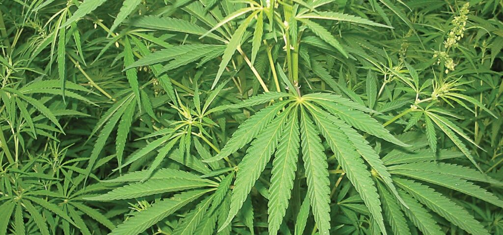 गण्डकीमा गाँजा खेतीले पायो कानुनी मान्यता, औषधि…