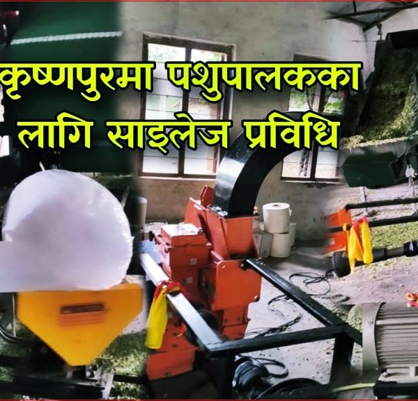 सुदूरपश्चिममै पहिलो साइलेज मेसिन कृष्णपुरमा सञ्चालन, किसानलाई निःशुल्क सेवा; दूध उत्पादन बढ्ने विश्वास