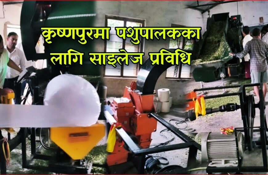 सुदूरपश्चिममै पहिलो साइलेज मेसिन कृष्णपुरमा सञ्चालन, किसानलाई निःशुल्क सेवा; दूध उत्पादन बढ्ने विश्वास