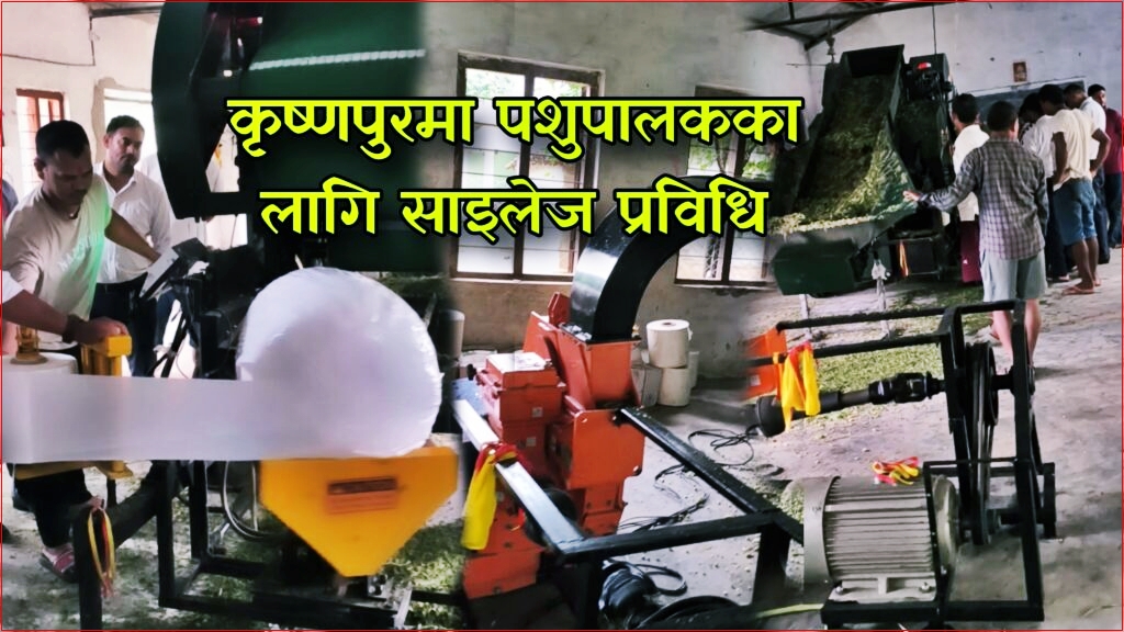 सुदूरपश्चिममै पहिलो साइलेज मेसिन कृष्णपुरमा सञ्चालन, किसानलाई निःशुल्क सेवा; दूध उत्पादन बढ्ने विश्वास