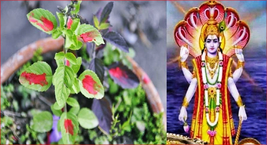 हरिशयनी एकादशी आज: तुलसी पूजा र चतुर्मास…