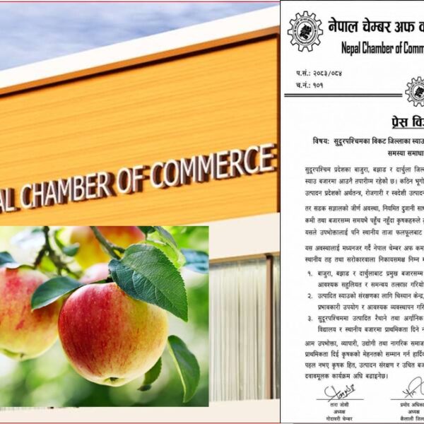 बोटमै कुहिँदै सुदूरका स्याउ, किसान जोगाउन चेम्बरले माग्यो तत्काल ढुवानी र बजारको ग्यारेन्टी