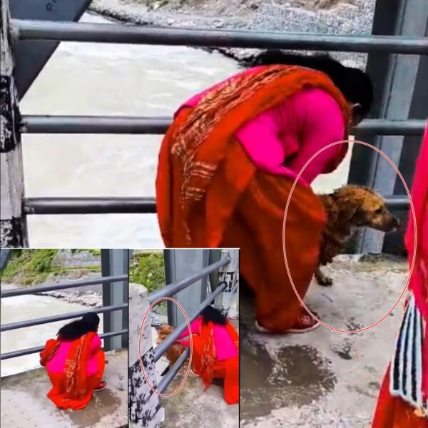 बझाङको पानकोट पुलबाट जिउँदै कुकुर सेतीमा फालियो, महिलाको खोजीमा प्रशासन !