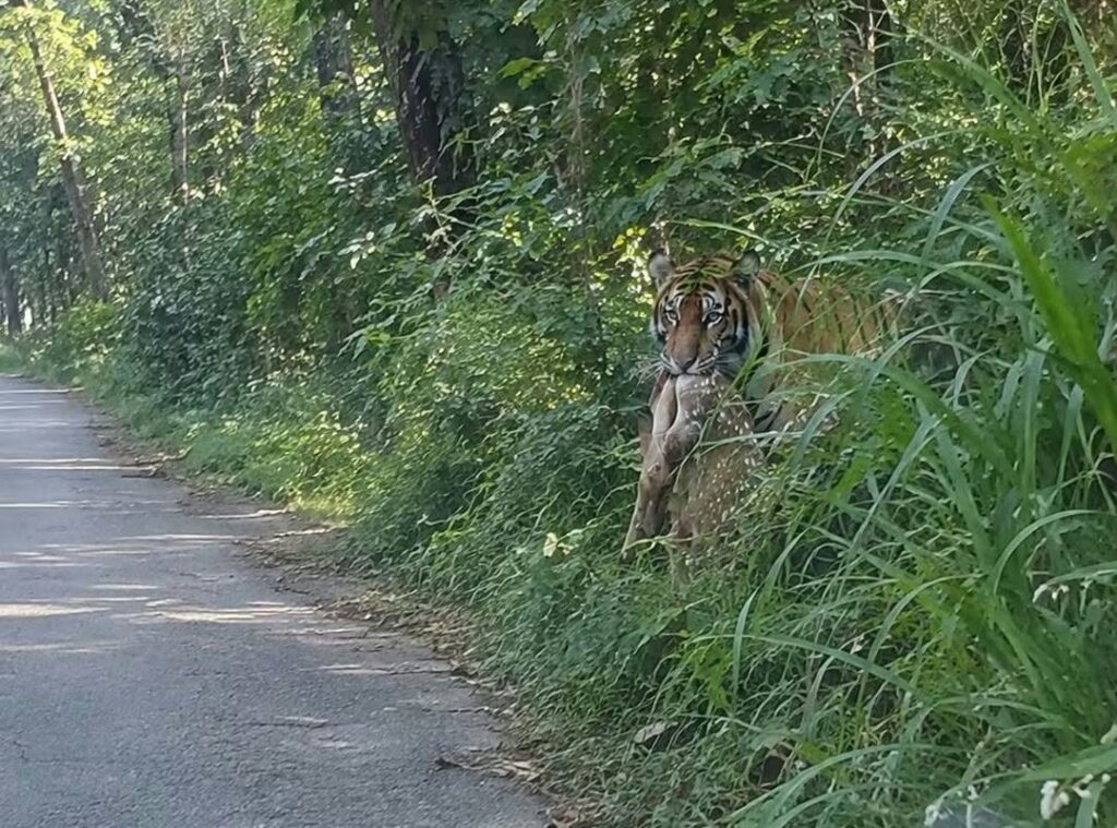 बेलडाँडी–दैजी सडकमा बाघको बढ्दो आवागमन, बाक्लो झाडीले&hellip;