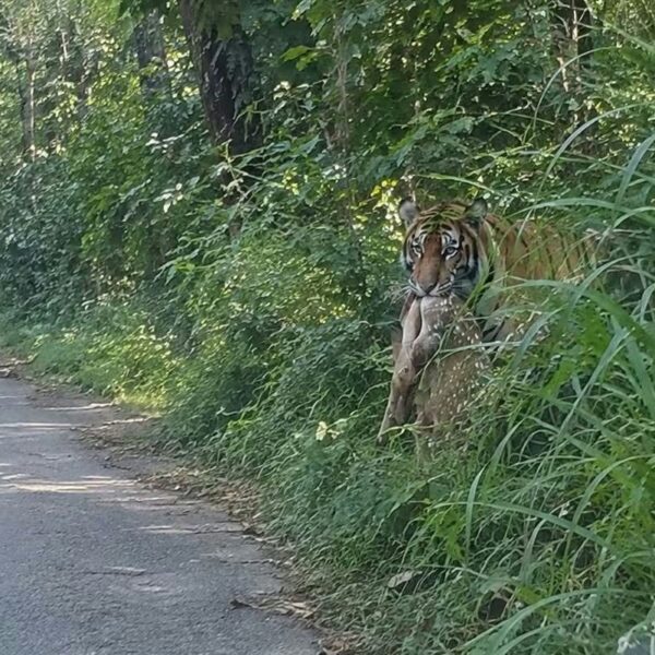 बेलडाँडी–दैजी सडकमा बाघको बढ्दो आवागमन, बाक्लो झाडीले यात्रु त्रसित