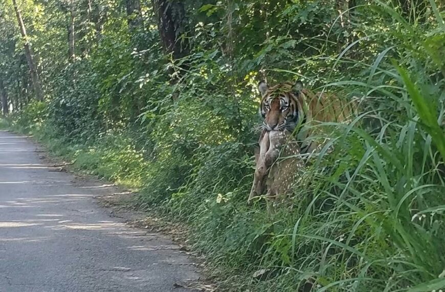 बेलडाँडी–दैजी सडकमा बाघको बढ्दो आवागमन, बाक्लो झाडीले यात्रु त्रसित