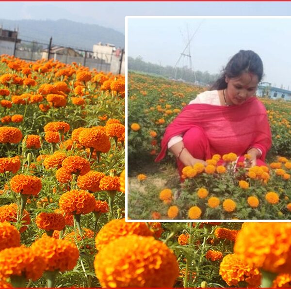 पाँच लाखबाट सुरु भएको फूलखेती, ५० लाखको कारोबार : सुशीलाको मेहनतले फुल्यो समृद्धिको बाटो